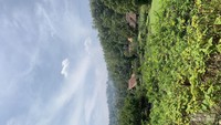 kebun mawar