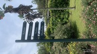 kebun mawar