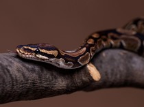 Banyak Kemunculan Ular di Jogja, Pakar Reptil UGM Ungkap Penyebabnya
