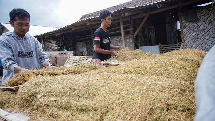 Pekerja memilah daun talas beneng di Desa Karangrejo, Yosowilangun, Lumajang, Jawa Timur, Jumat (18/10/2024). Tembakau alternatif yang diproduksi dari daun talas beneng sebagai bahan baku rokok herbal tanpa kandungan nikotin tersebut dijual seharga Rp25 ribu per kilogram dan telah dipasarkan ke sejumlah daerah di Indonesia bahkan diekspor ke Australia, Finlandia, dan Amerika. ANTARA FOTO/Irfan Sumanjaya/YU