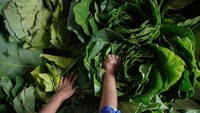 Tembakau alternatif yang diproduksi dari daun talas beneng sebagai bahan baku rokok herbal tanpa kandungan nikotin tersebut dijual seharga Rp25 ribu per kilogram.  