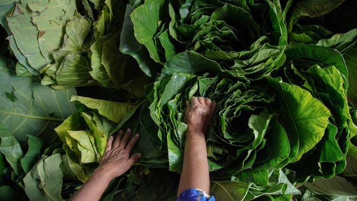 Pekerja memilah daun talas beneng di Desa Karangrejo, Yosowilangun, Lumajang, Jawa Timur, Jumat (18/10/2024). Tembakau alternatif yang diproduksi dari daun talas beneng sebagai bahan baku rokok herbal tanpa kandungan nikotin tersebut dijual seharga Rp25 ribu per kilogram dan telah dipasarkan ke sejumlah daerah di Indonesia bahkan diekspor ke Australia, Finlandia, dan Amerika. ANTARA FOTO/Irfan Sumanjaya/YU