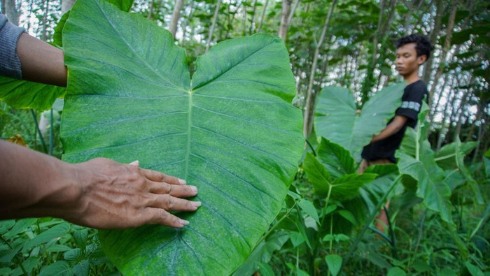 Pekerja memilah daun talas beneng di Desa Karangrejo, Yosowilangun, Lumajang, Jawa Timur, Jumat (18/10/2024). Tembakau alternatif yang diproduksi dari daun talas beneng sebagai bahan baku rokok herbal tanpa kandungan nikotin tersebut dijual seharga Rp25 ribu per kilogram dan telah dipasarkan ke sejumlah daerah di Indonesia bahkan diekspor ke Australia, Finlandia, dan Amerika. ANTARA FOTO/Irfan Sumanjaya/YU