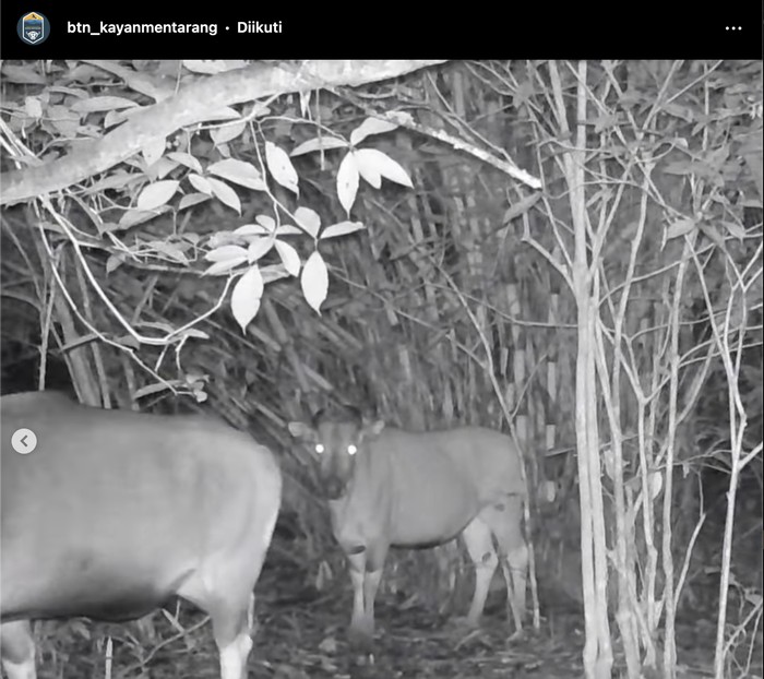 Banteng Kalimantan di Taman Nasional Kayan Mentarang