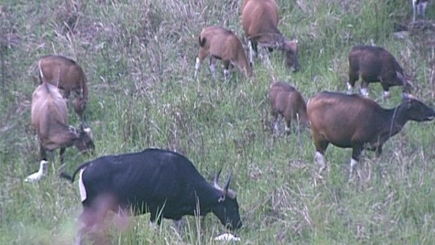 Banteng Kalimantan di Taman Nasional Kayan Mentarang