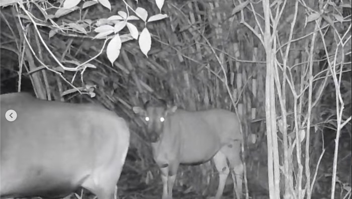 Banteng Kalimantan di Taman Nasional Kayan Mentarang
