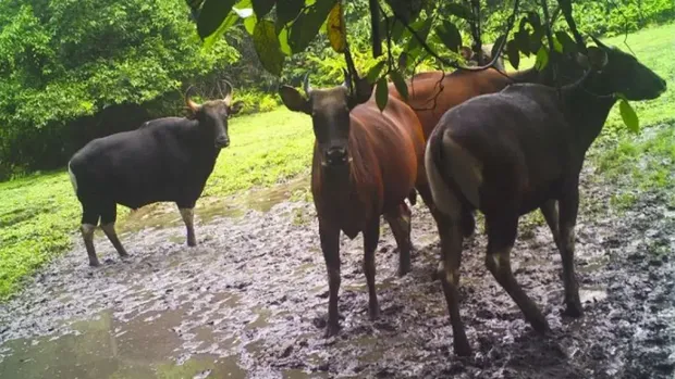 Banteng Kalimantan di Taman Nasional Kayan Mentarang