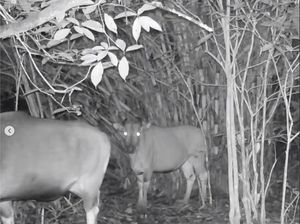 Mamalia Mirip Sapi yang Langka di Kalimantan