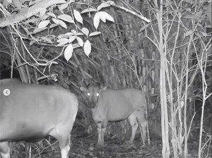 Mamalia Mirip Sapi yang Langka di Kalimantan