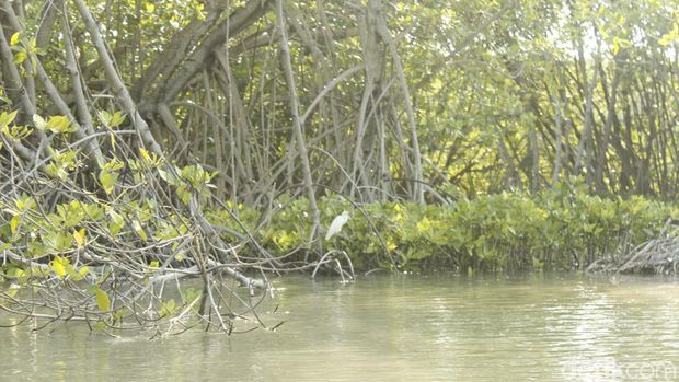 Burung bangau putih di Hutan Mangrove Mayangan