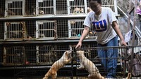 Musang-musang tersebut dijual seharga Rp500 ribu hingga Rp25 juta tergantung jenisnya dan telah terjual ke Jepang, Rusia serta Thailand. 