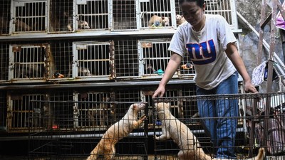 Geliat Penjualan Musang Peliharaan yang Tembus Pasar Luar Negeri