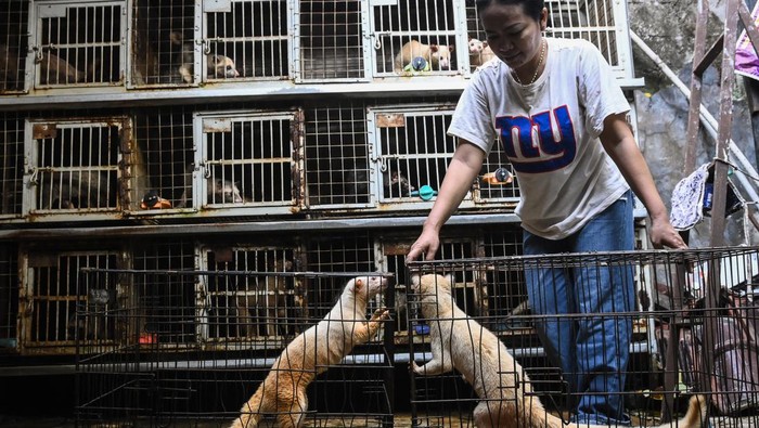 Geliat Penjualan Musang Peliharaan yang Tembus Pasar Luar Negeri Peternak memberi makan musang yang akan dikawinkan di Peternakan Musang Millo'z Home Breed, Tangerang Selatan, Banten, Jumat (18/10/2024). Peternakan tersebut mengembangbiakkan berbagai jenis musang seperti musang leucistic, musang mozaik, musang bulan, dan musang akar yang dijual melalui media sosial seharga Rp500 ribu hingga Rp25 juta tergantung jenisnya dan telah terjual ke Jepang, Rusia serta Thailand. ANTARA FOTO/Sulthony Hasanuddin/tom.