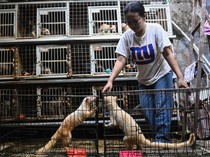 Geliat Penjualan Musang Peliharaan yang Tembus Pasar Luar Negeri