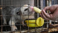 Peternak memberi makan musang di Peternakan Musang Milloz Home Breed, Tangerang Selatan, Banten.