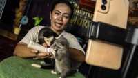 Peternakan tersebut mengembangbiakkan berbagai jenis musang seperti musang leucistic, musang mozaik, musang bulan, dan musang akar yang dijual melalui media sosial.  