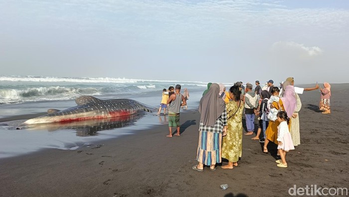 Hiu tutul ditemukan mati terdampar di Pantai Drajid, Wotgalih, Lumajang.