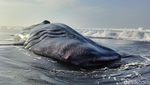 Penampakan Hiu Tutul yang Mati Terdampar di Pantai Drajid Lumajang