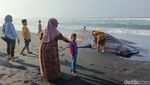 Penampakan Hiu Tutul yang Mati Terdampar di Pantai Drajid Lumajang