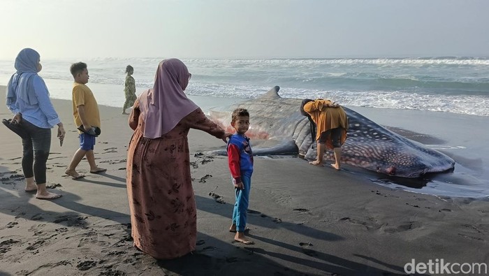 Hiu tutul ditemukan mati terdampar di Pantai Drajid, Wotgalih, Lumajang.