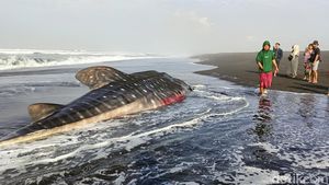Penampakan Hiu Tutul yang Mati Terdampar di Pantai Drajid Lumajang