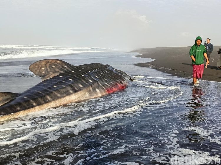 Penampakan Hiu Tutul yang Mati Terdampar di Pantai Drajid Lumajang