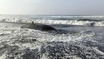 Penampakan Hiu Tutul yang Mati Terdampar di Pantai Drajid Lumajang