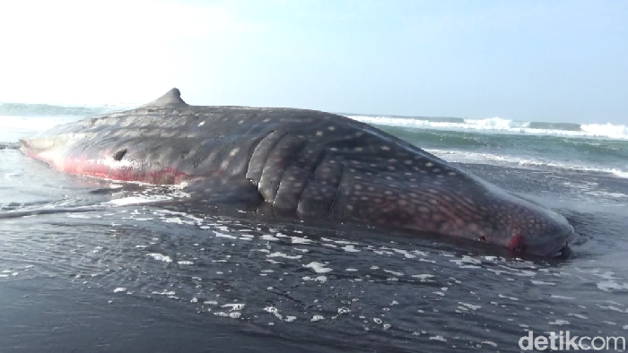 Hiu Tutul ditemukan Mati, terdampar di Pantai Lamongan