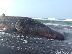 Hiu Tutul Sepanjang 7 Meter Mati Terdampar di Pantai Drajid Lumajang