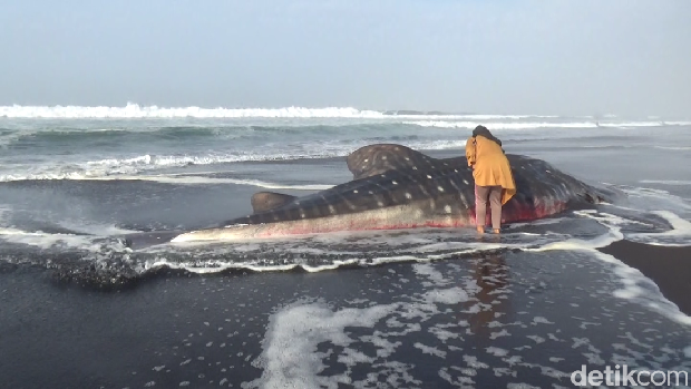 Hiu Tutul ditemukan Mati, terdampar di Pantai Lamongan