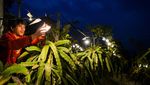 Inovasi Pemanfaatan Listrik Genjot Produktivitas Pertanian