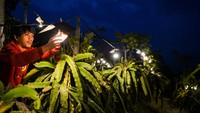 Pekerja merawat tanaman buah naga di Kebun Buah Naga Poernama, Bayongbong, Kabupaten Garut, Jawa Barat.