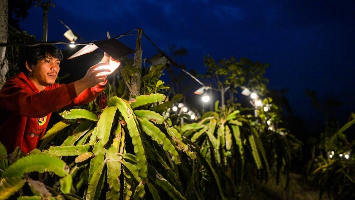 Inovasi Pemanfaatan Listrik Genjot Produktivitas Pertanian Pekerja merawat tanaman buah naga di Kebun Buah Naga Poernama, Bayongbong, Kabupaten Garut, Jawa Barat, Kamis (17/10/2024). Kebun Naga Poernama menjadi salah satu lokasi pengembangan sektor pertanian berbasis modernisasi, melalui program electrifying agriculture yang digagas PT PLN (Persero) sejak 2021 melalui pemanfaatan energi listrik untuk meningkatkan produktivitas sektor pertanian. ANTARA FOTO/Raisan Al Farisi/Spt.