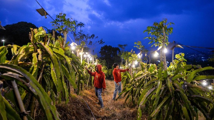 Inovasi Pemanfaatan Listrik Genjot Produktivitas Pertanian Pekerja merawat tanaman buah naga di Kebun Buah Naga Poernama, Bayongbong, Kabupaten Garut, Jawa Barat, Kamis (17/10/2024). Kebun Naga Poernama menjadi salah satu lokasi pengembangan sektor pertanian berbasis modernisasi, melalui program electrifying agriculture yang digagas PT PLN (Persero) sejak 2021 melalui pemanfaatan energi listrik untuk meningkatkan produktivitas sektor pertanian. ANTARA FOTO/Raisan Al Farisi/Spt.