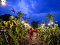 Inovasi Pemanfaatan Listrik Genjot Produktivitas Pertanian