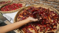 Hasil pertanian cabai merah keriting, cabai merah teropong dan cabai rawit itu diolah menjadi barang jadi yang memiliki nilai ekonomi lebih tinggi.