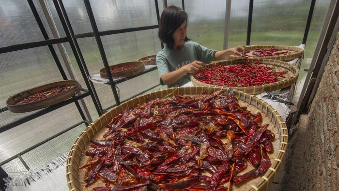 Intip Produksi Olahan Cabai di Boyolali Produsen mengemas cabai merah kering di rumah produksi Hend's, Singkil, Boyolali, Jawa Tengah, Jumat (18/10/2024). Hasil pertanian cabai merah keriting, cabai merah teropong dan cabai rawit itu diolah menjadi barang jadi yang memiliki nilai tinggi seperti cabai kering merah dijual dari harga Rp300 ribu - Rp400 ribu per kg, sedangkan chili oil dijual dengan harga Rp30 ribu per 150 gram yang dipasarkan ke akarta dan Kalimantan Utara. ANTARA FOTO/Aloysius Jarot Nugroho/rwa.