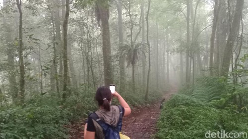 Jalur pendakian ke Pura Pucak Mangu di Gunung Catur, Badung, Bali, Senin (9/10/2024). (Aryo Mahendro/detikBali)