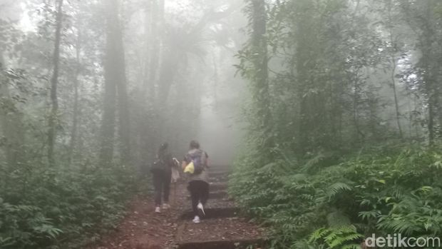 Jalur pendakian ke Pura Pucak Mangu di Gunung Catur, Badung, Bali, Senin (9/10/2024). (Aryo Mahendro/detikBali)