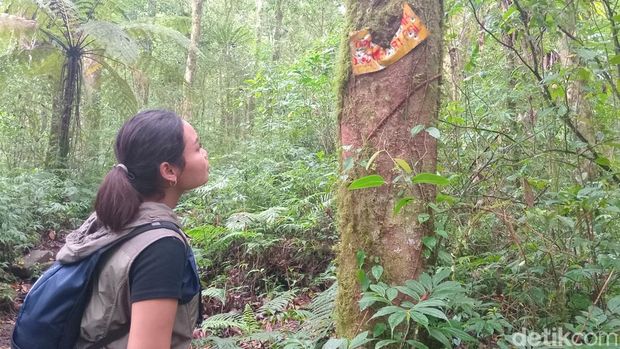 Jalur pendakian ke Pura Pucak Mangu di Gunung Catur, Badung, Bali, Senin (9/10/2024). (Aryo Mahendro/detikBali)