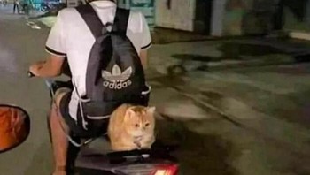 Gimana lagi, sudah terlanjur janji. Foto: introvertmojo via Bored Panda