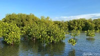 Pohon mangrove setinggi lebih dari satu meter tumbuh subur dan dikelilingi mangrove yang sudah tumbuh besar dan beranak. Selain itu, ada juga mangrove yang sudah tumbuh setinggi 2-3 meter dan membuat kawasan yang tadinya gundul menjadi rimbun. Mangrove ini berfungsi sebagai benteng untuk menghalau gelombang air laut sebelum masuk ke pemukiman warga.