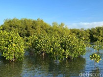 Aneka Burung Padati Hutan Mangrove Subang, Ini Penjelasan Guru Besar Unpad