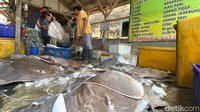 Seperti ini aktivitas di tempat penampungan ikan. Nantinya ikan-ikan laut ini akan dijual ke luar Kabupaten Subang.