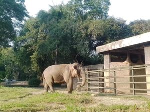 Kabar Gembira, Lahir Beberapa Anak Hewan Baru di Ragunan