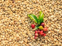 Konsumsi Kopi Light Roast Berkhasiat Cegah Keriput pada Kulit Wajah