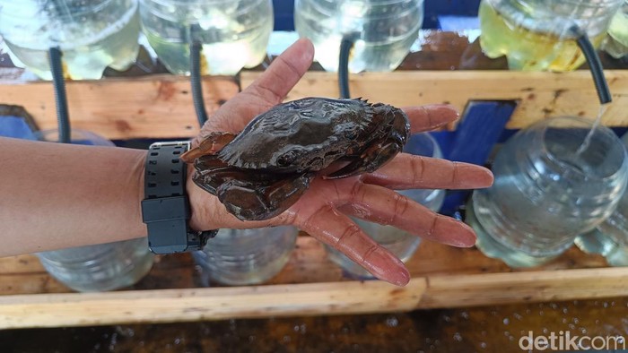 Kepiting tulang lunak, hidangan yang jadi primadona di Kutawaru, Cilacap. Foto diambil Sabtu (19/10/2024).