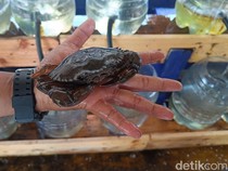 Mencicipi Kepiting Cangkang Lunak Kutawaru Cilacap, Cangkangnya Bisa Dimakan!