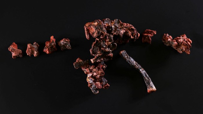 Paleontologist from the Federal University of Santa Maria, Rodrigo Temp Muller, holds a fossil called Gondwanax paraisensis, next to a contemporary fossil of Prestosuchus chiniquensis, a species that lived 237 million years ago, in the Cappa laboratory (Support Center for Paleontological Research of the Quarta Colonia) in Sao Joao do Polesine, Rio Grande do Sul state, Brazil, October 9, 2024. REUTERS/Diego Vara