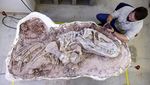 Penampakan Fosil Dinosaurus Berusia 237 Juta Tahun di Brasil